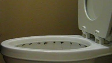 toilet bowl under rim cleaning: black stuff, ring and stains