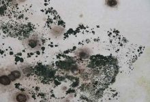 How to remove black mold in and behind toilet tank and bowl