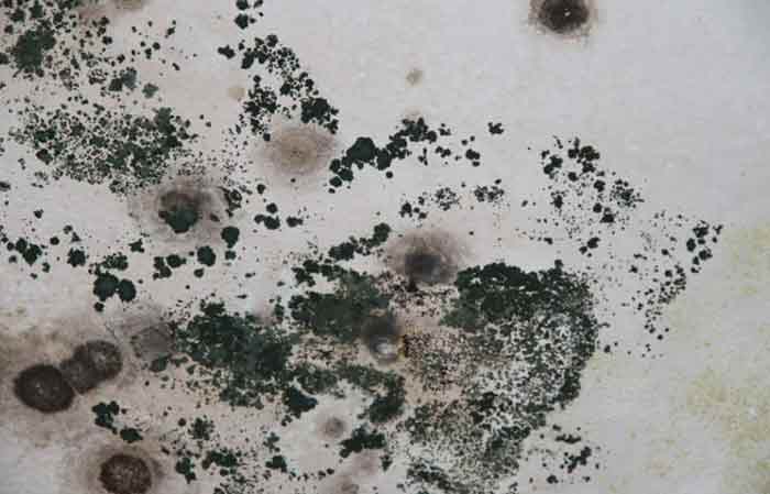 Photo of Black Mold in Toilet  Bowl & Tank-Causes and How to Get Rid