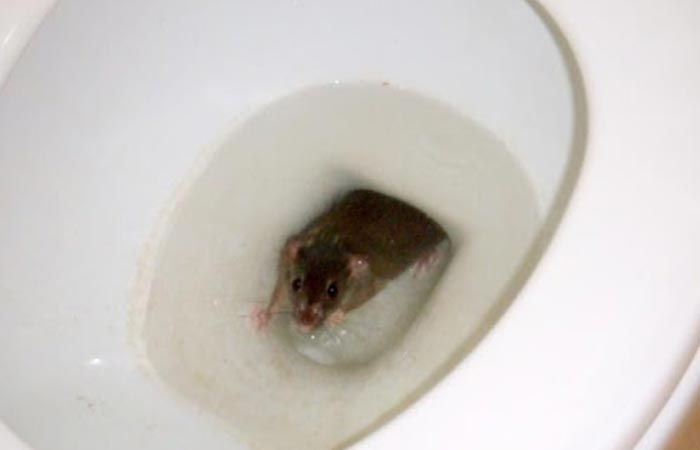 Rodent in toilet bowl