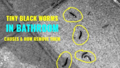 How to deal with tiny black worms in shower