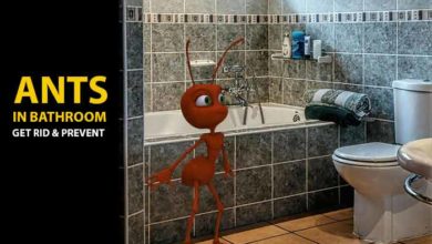 Why ants in bathroom? How to get Rid