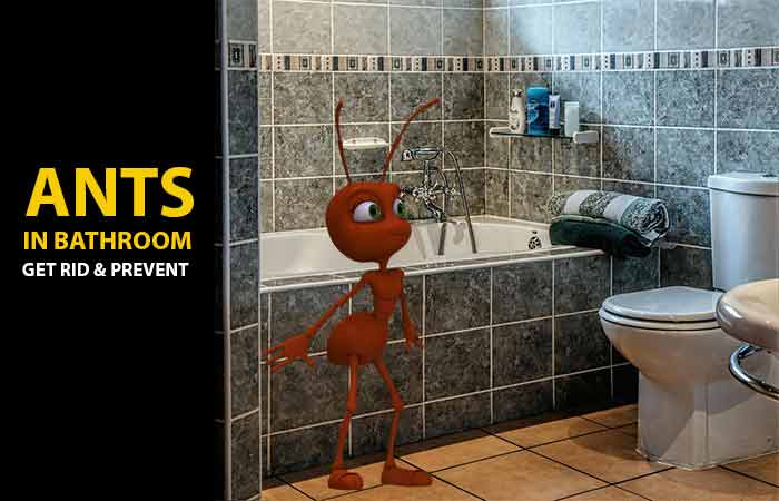 Ants In Bathroom Causes Get Rid 