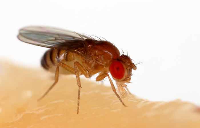 Photo of what fruit flies look like