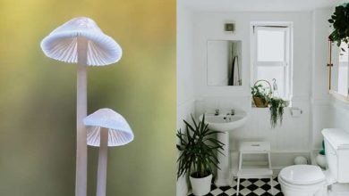 Mushroom growth in bathroom-causes and how to get rid