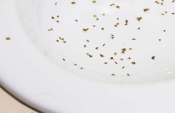 Fruit flies in bathroom sink