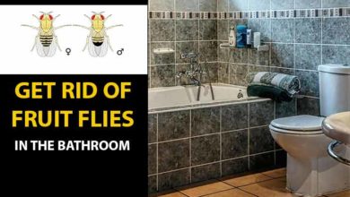 Dealing with fruit flies in bathroom