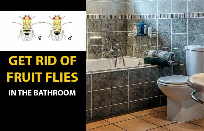 How Get Rid Fruit Flies Bathroom 