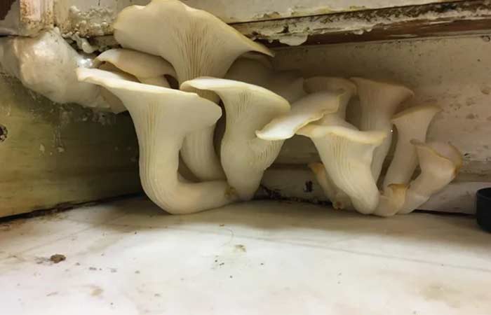 Mushroom in bathroom floor