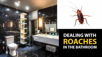 Roaches bathroom, causes and how to get rid & prevent