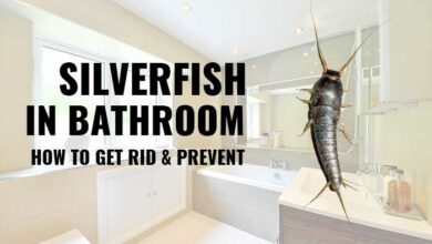 How deal with silverfish in bathroom