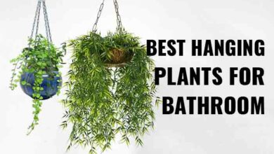 Best Hanging Plants for Bathroom-Natural & Fake