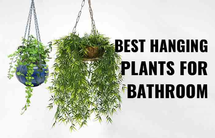 Bathroom Hanging Plants & Ideas - Toiletseek