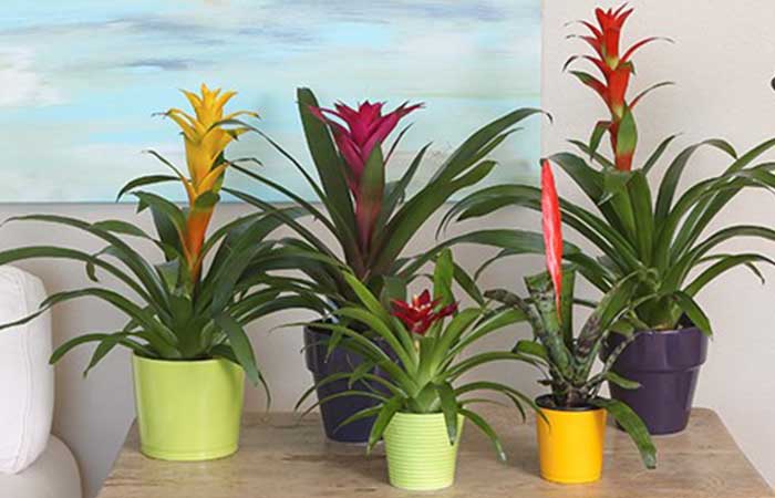 Bromeliad house plants