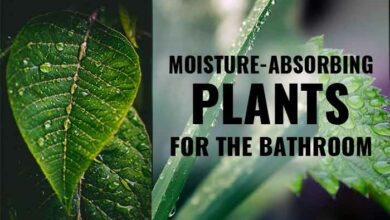 Best plants to absorb moisture in the bathroom