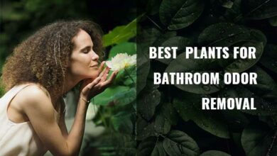 Best plants to remove bathroom smells or odors